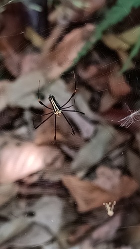 แมงมุมใยทองท้องขนาน · Giant Golden Orbweaver · Nephila pilipes