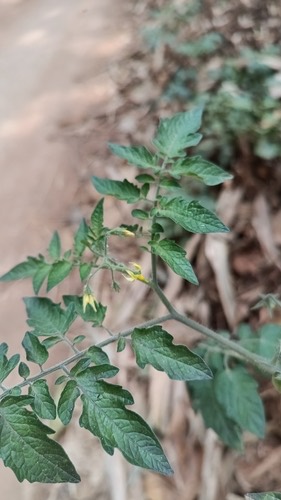 มะเขือเทศ · tomato · Solanum lycopersicum