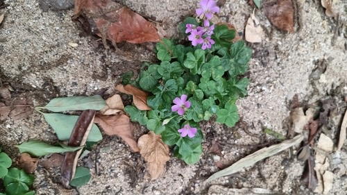 ผักแว่นดอยดอกใหญ่ · Largeflower pink-sorrel · Oxalis debilis