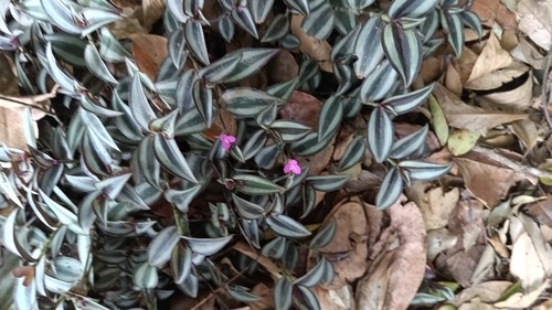 ก้ามปูหลุด · zebra plant · Tradescantia zebrina