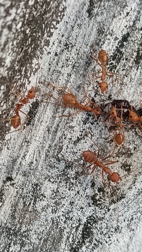 มดแดง · Asian Weaver Ant · Oecophylla smaragdina