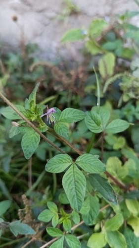 ผักเสี้ยนขน · Purple Cleome · Cleome rutidosperma