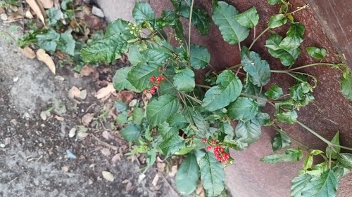 พริกฝรั่ง · pigeonberry · Rivina humilis