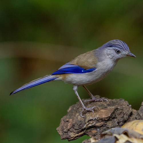 นกศิวะปีกสีฟ้า · Blue-winged Minla · Actinodura cyanouroptera