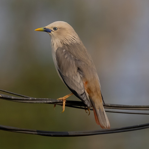 นกกิ้งโครงแกลบหัวเทา · Chestnut-tailed Starling · Sturnia malabarica