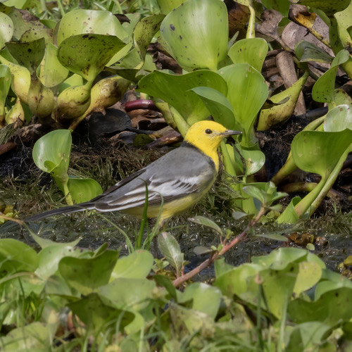 นกเด้าลมหัวเหลือง · Citrine Wagtail · Motacilla citreola