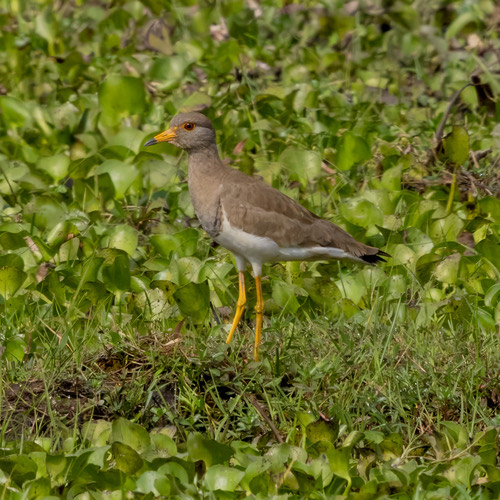 นกกระแตหัวเทา · Grey-headed Lapwing · Vanellus cinereus
