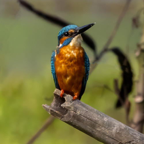 นกกระเต็นน้อยธรรมดา · Common Kingfisher · Alcedo atthis