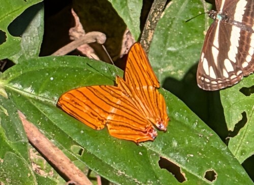 ผีเสื้อแผนที่แดงธรรมดา · Common Maplet · Chersonesia risa