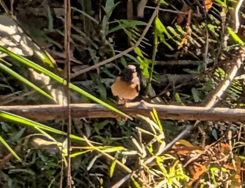นกกางเขนดง · White-rumped Shama · Copsychus malabaricus