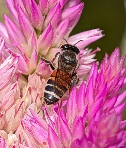 ผึ้งมิ้ม · Red Dwarf Honey Bee · Apis florea