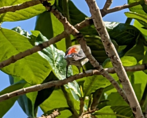 นกสีชมพูสวน · Scarlet-backed Flowerpecker · Dicaeum cruentatum
