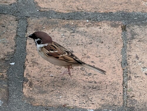 นกกระจอกบ้าน · Eurasian Tree Sparrow · Passer montanus