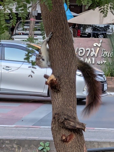 กระรอกหลากสี · Finlayson's Squirrel · Callosciurus finlaysonii