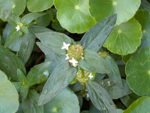 หญ้าเขมร · Woodland false buttonweed · Spermacoce remota