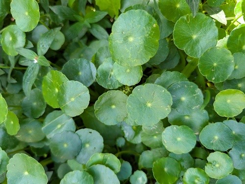แว่นแก้วช่อฉัตร · Whorled Pennywort · Hydrocotyle verticillata