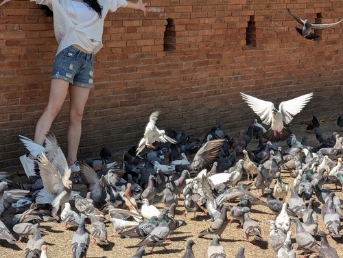 นกพิราบป่าปละ · Feral Pigeon · Columba livia domestica