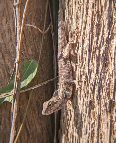 กิ้งก่าหัวสีฟ้า · Siamese Blue Crested Lizard · Calotes goetzi