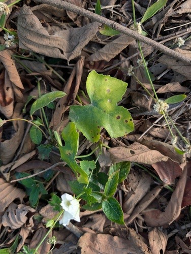 ตำลึง · Ivy gourd · Coccinia grandis