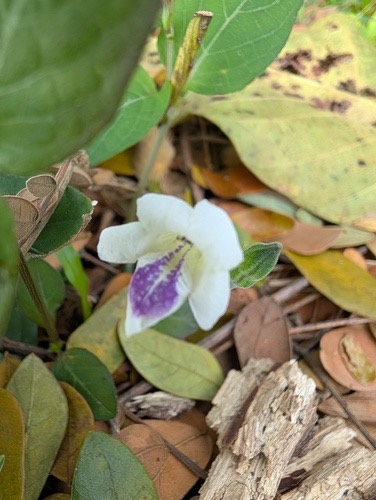 หญ้าใบพริก · African Coromandel · Asystasia intrusa