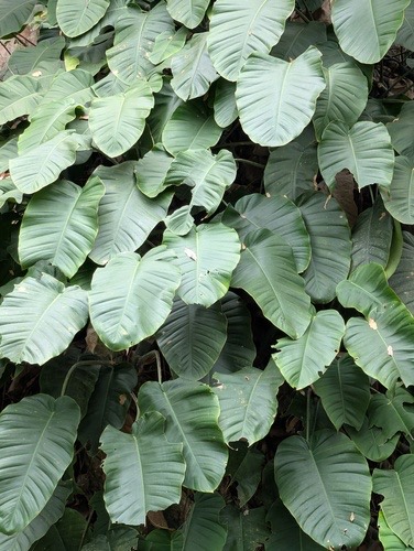 คอกิ่ง · Rhaphidophora megaphylla