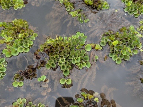 จอกหูหนู · asian watermoss · Salvinia cucullata