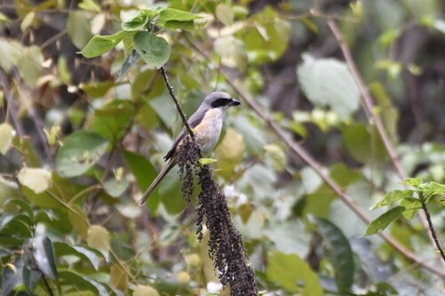 นกอีเสือหลังเทา · Grey-backed Shrike · Lanius tephronotus