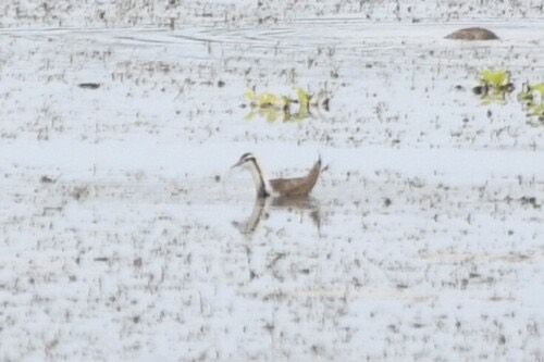 นกอีแจว · Pheasant-tailed Jacana · Hydrophasianus chirurgus