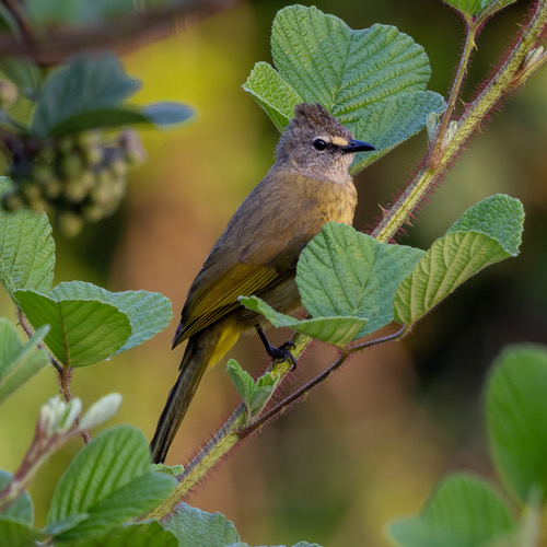 นกปรอดหัวตาขาว · Flavescent Bulbul · Pycnonotus flavescens