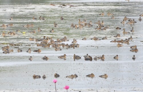 เป็ดแดง · Lesser Whistling-Duck · Dendrocygna javanica