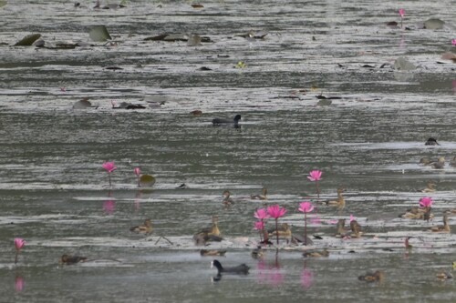 นกคู้ต · Common Coot · Fulica atra