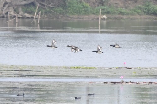 เป็ดเปีย · Tufted Duck · Aythya fuligula