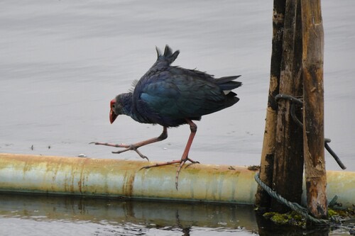 นกอีโก้ง · Gray-headed Swamphen · Porphyrio poliocephalus