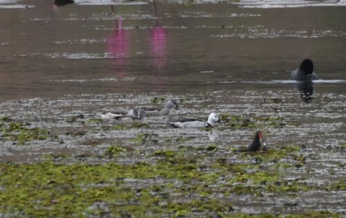เป็ดคับแค · Cotton Pygmy-Goose · Nettapus coromandelianus