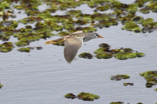 นกอัญชันคิ้วขาว · White-browed Crake · Poliolimnas cinereus
