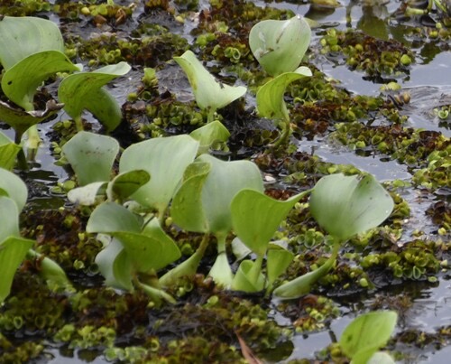 ผักตบชวา · common water hyacinth · Pontederia crassipes