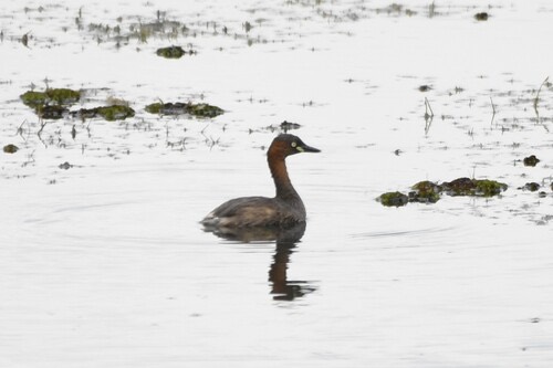 นกเป็ดผีเล็ก · Little Grebe · Tachybaptus ruficollis