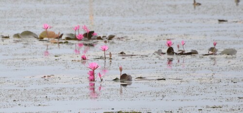 บัวแดง · Red water lily · Nymphaea rubra