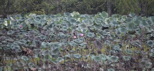 บัวหลวง · Sacred Lotus · Nelumbo nucifera