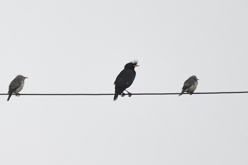 นกเอี้ยงหงอน · Great Myna · Acridotheres grandis