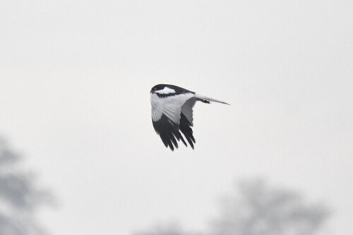 เหยี่ยวด่างดำขาว · Pied Harrier · Circus melanoleucos