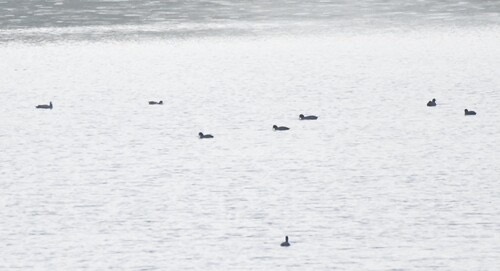 นกคู้ต · Common Coot · Fulica atra