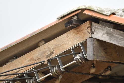 นกกระจอกใหญ่ · House Sparrow · Passer domesticus