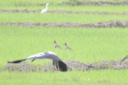 นกกระแตหัวเทา · Grey-headed Lapwing · Vanellus cinereus