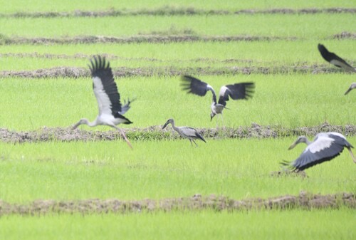 นกปากห่าง · Asian Openbill · Anastomus oscitans
