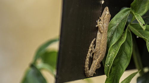 จิ้งจกบ้านหางหนาม · Asian House Gecko · Hemidactylus frenatus