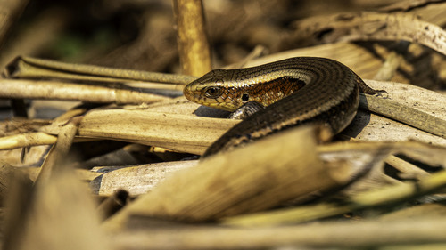 จิ้งเหลนบ้าน · Common Sun Skink · Eutropis multifasciata