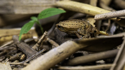 อึ่งปุ่มหลังลาย · Striped Sticky Frog · Kalophrynus interlineatus