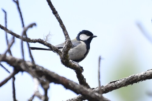 นกติ๊ดแก้มขาว · Asian Tit · Parus cinereus
