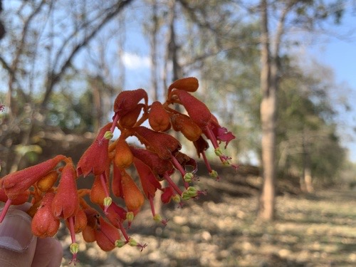 ปอฝ้าย · Firmiana colorata